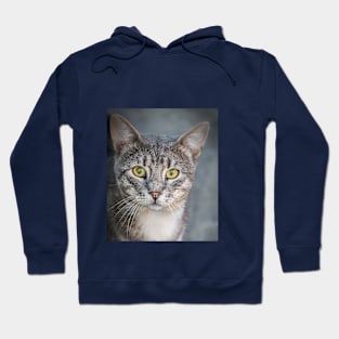 Cat Hoodie